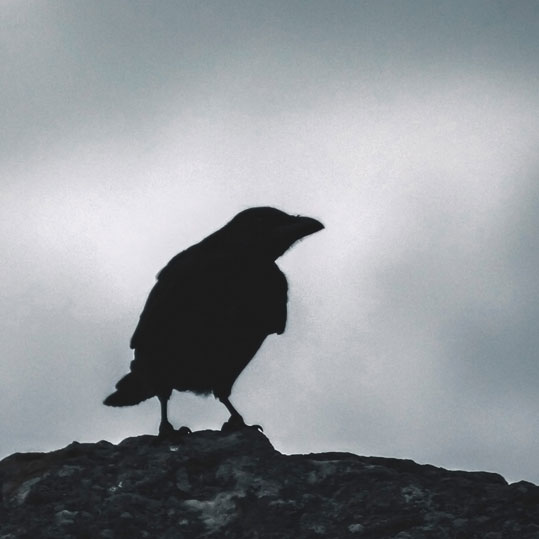 The Raven